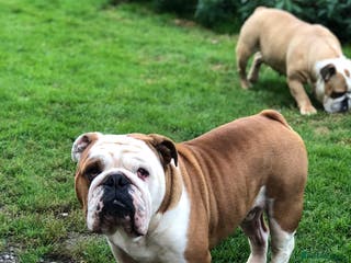 English Bulldog dogs KC HEALTH TESTED BULLDOG in Ashford - Advert 10