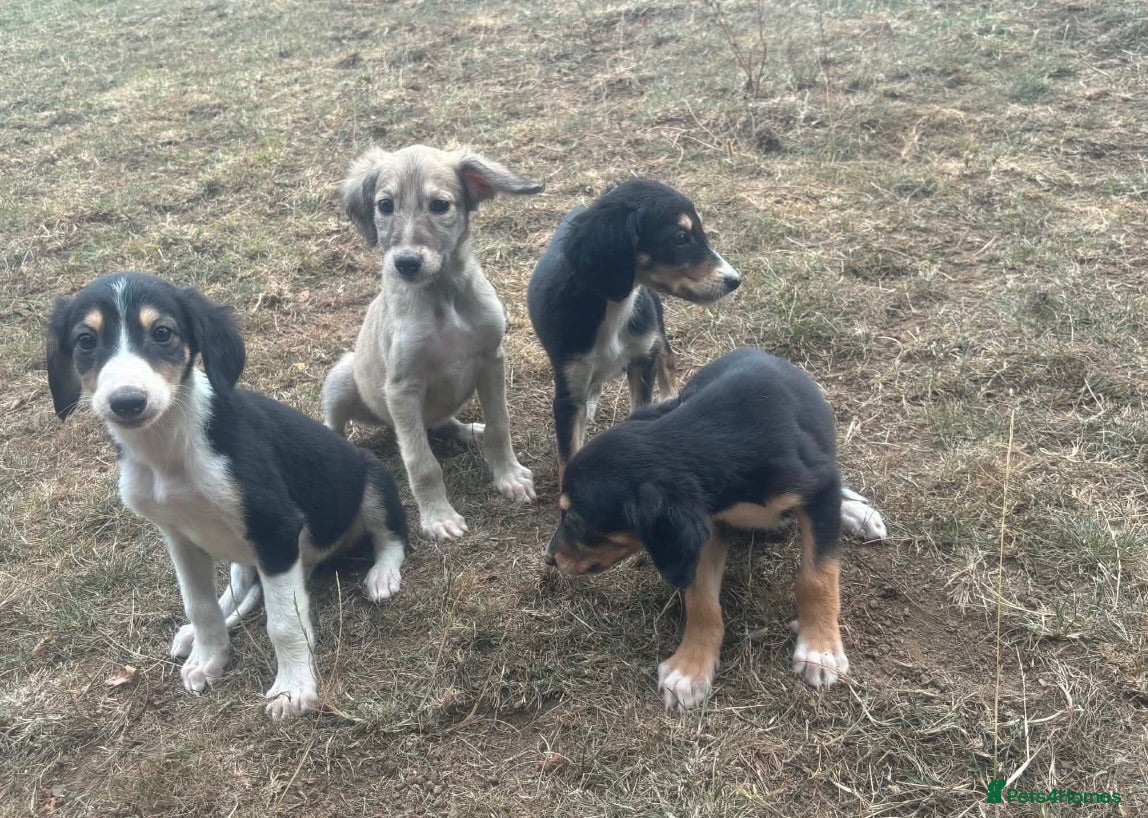 Saluki dogs Saluki puppy s  - Advert 5
