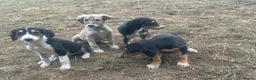 Saluki dogs for sale: Saluki puppy s  - Advert 1