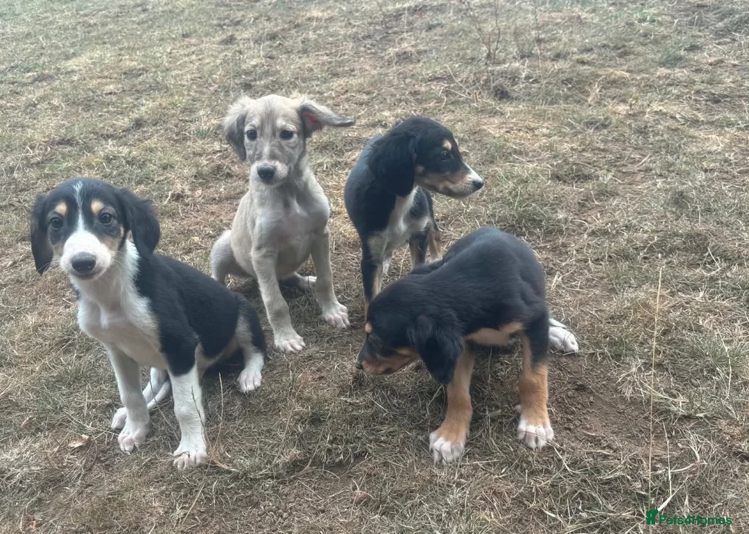 Saluki dogs for sale: Saluki puppy s  - Advert 1