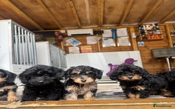 Mixed Breed dogs for sale: Daxiepoos (council licensed breeders) - Image 4