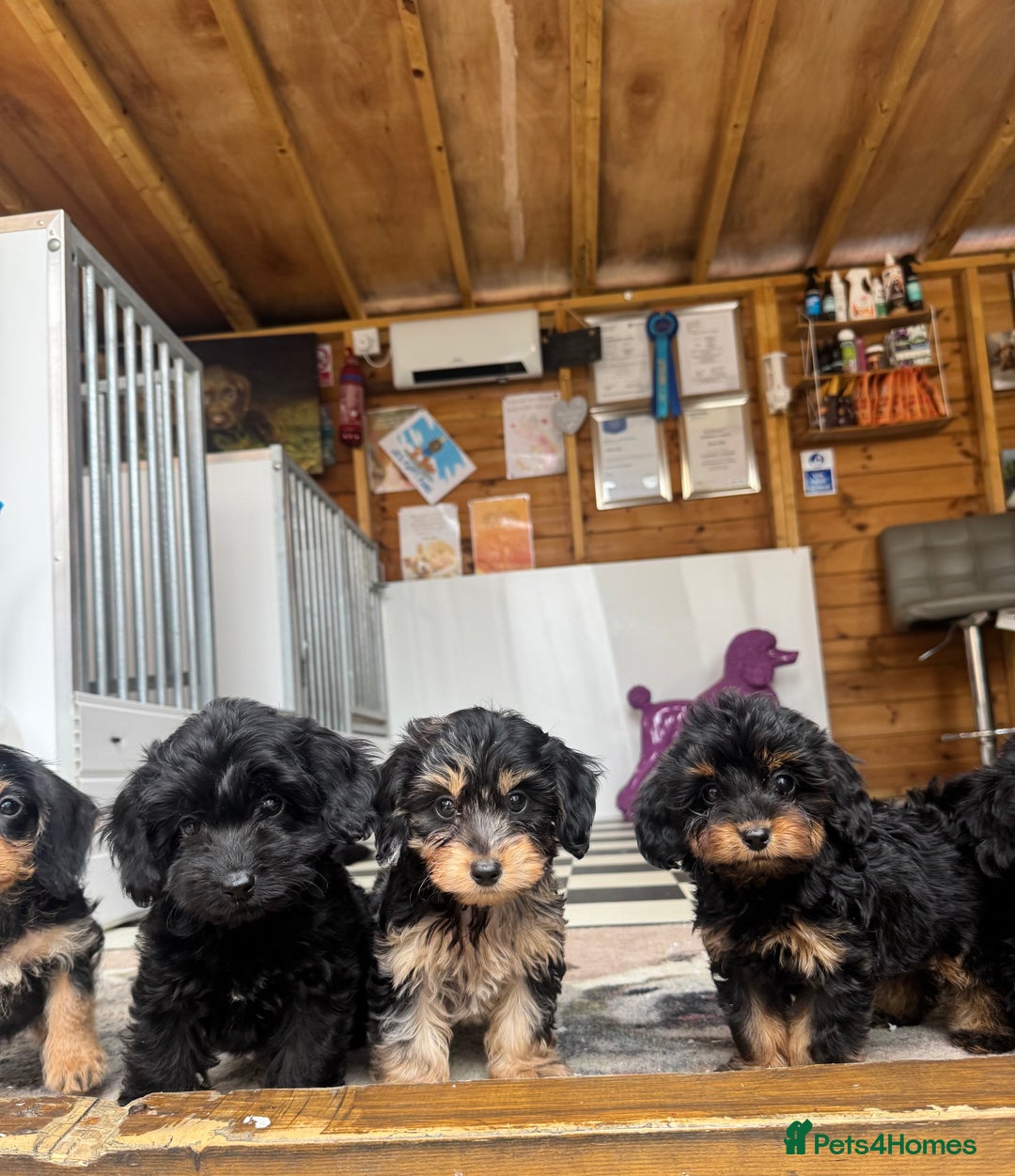 Mixed Breed dogs for sale: Daxiepoos (council licensed breeders) - Image 4