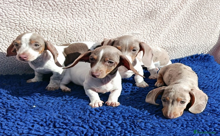Dachshund dogs - Advert 9