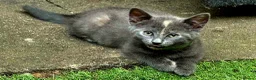 Mixed Breed cats for sale: 2 month kittens in Milton Keynes - Advert 5