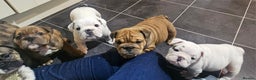 English Bulldog dogs for sale: English bulldogs - Advert 4