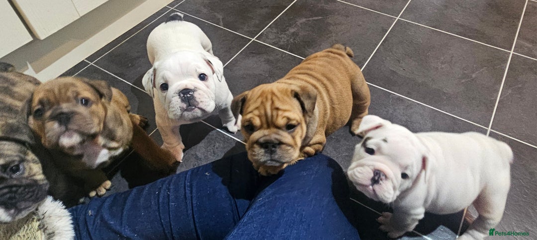 English Bulldog dogs for sale: English bulldogs - Advert 4