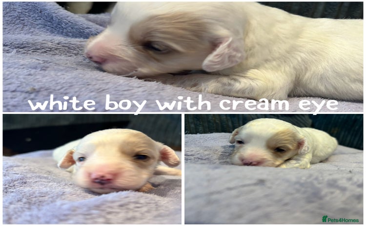 Mixed Breed dogs - Advert 8