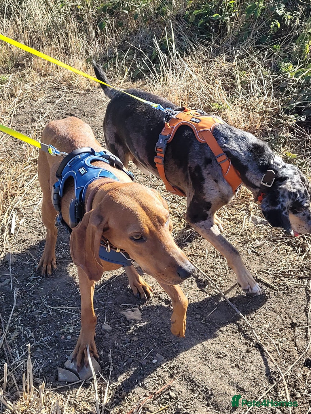 Segugio Italiano dogs for adoption: Duffy – 3 yr old boy, Striking Segugio Italiano X - Image 7