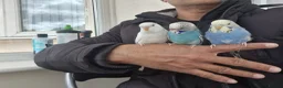 Budgerigars birds for sale: Super Hand Tamed Baby Budgie  - Advert 14