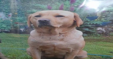 Labrador Retriever dogs - Advert 8