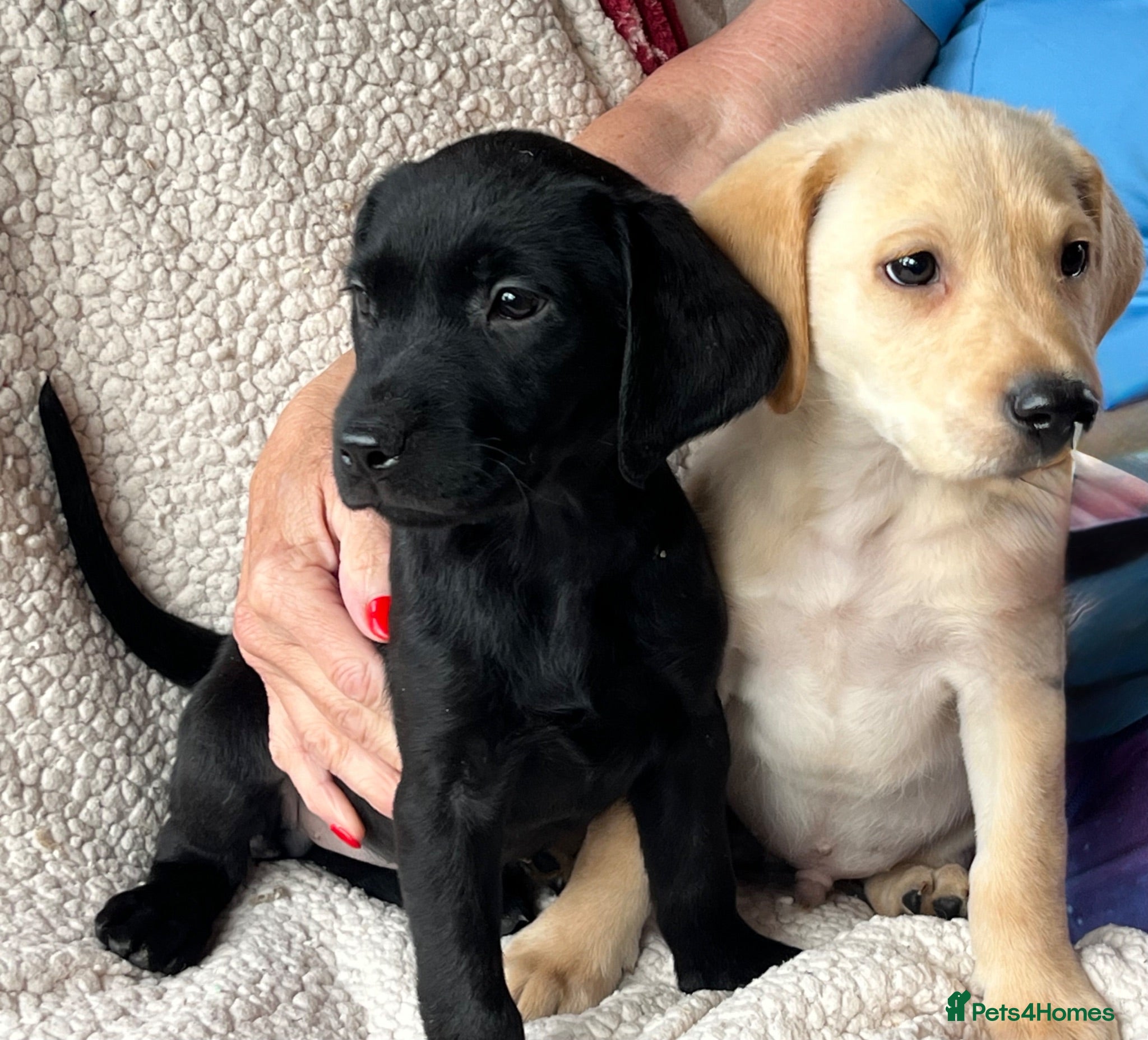 Labrador Retriever dogs Gorgeous KG registered Labrador  - Advert 1