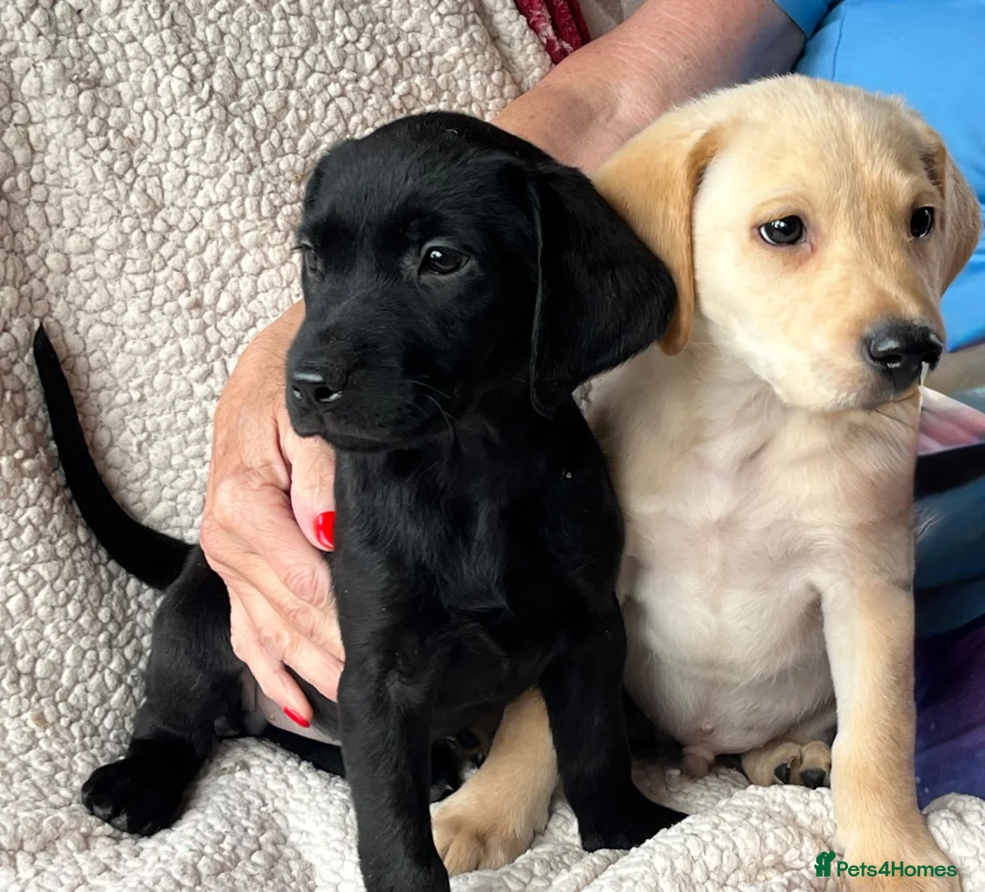 Labrador Retriever dogs for sale: Gorgeous KG registered Labrador  - Advert 1