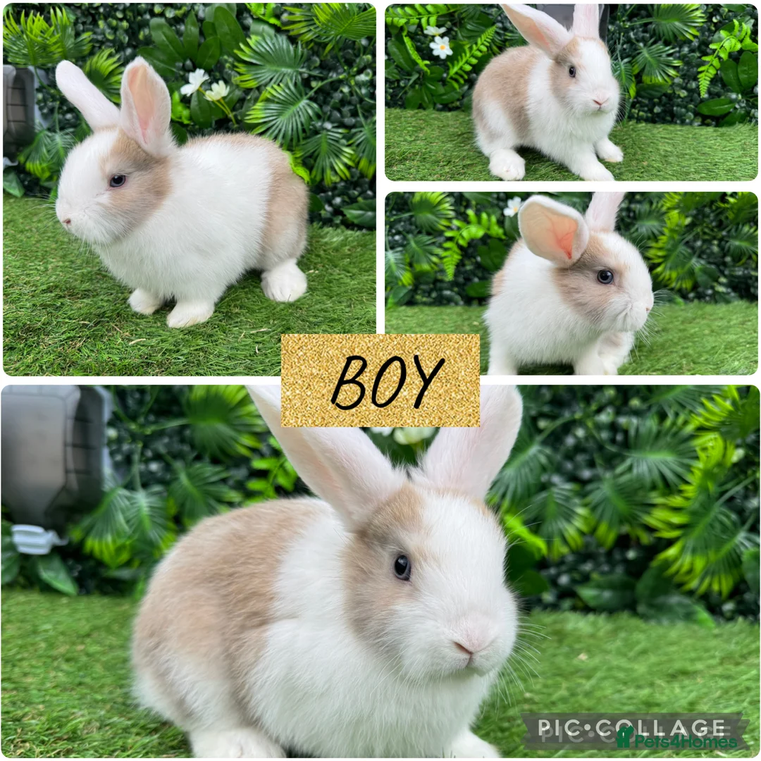 Mini Lop rabbits for sale: Adorable Mini lop & Mini loin lop babies 8 weeks - Advert 2