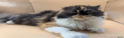 Exotic cats for sale: Meet Calliope- your future landlady  - Advert 7