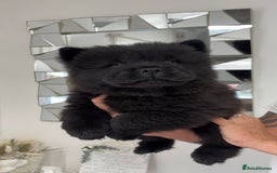 Chow Chow dogs for sale: 🤍  1 STUNNING GIRL LEFT 🐾 READY TO LEAVE 🐾 - Image 17