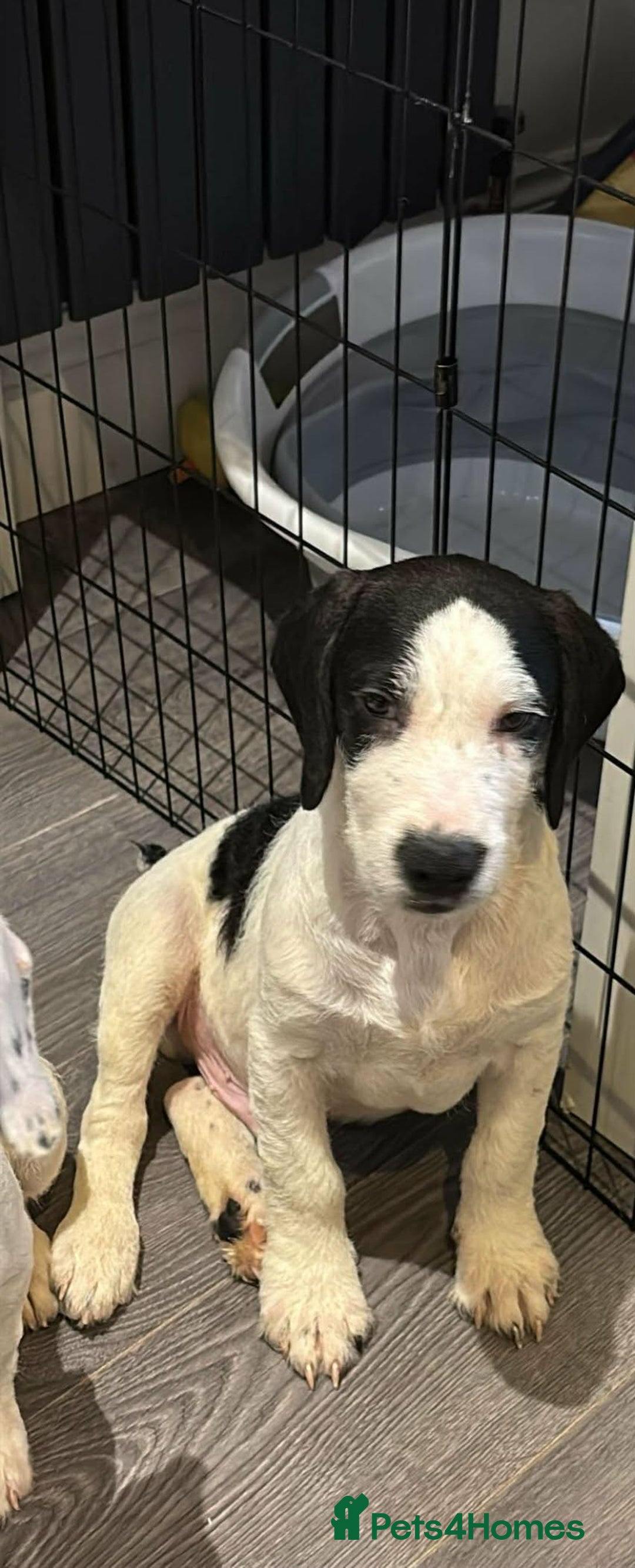 Bocker dogs for sale: Cocker spaniel x beagle puppies  - Advert 5