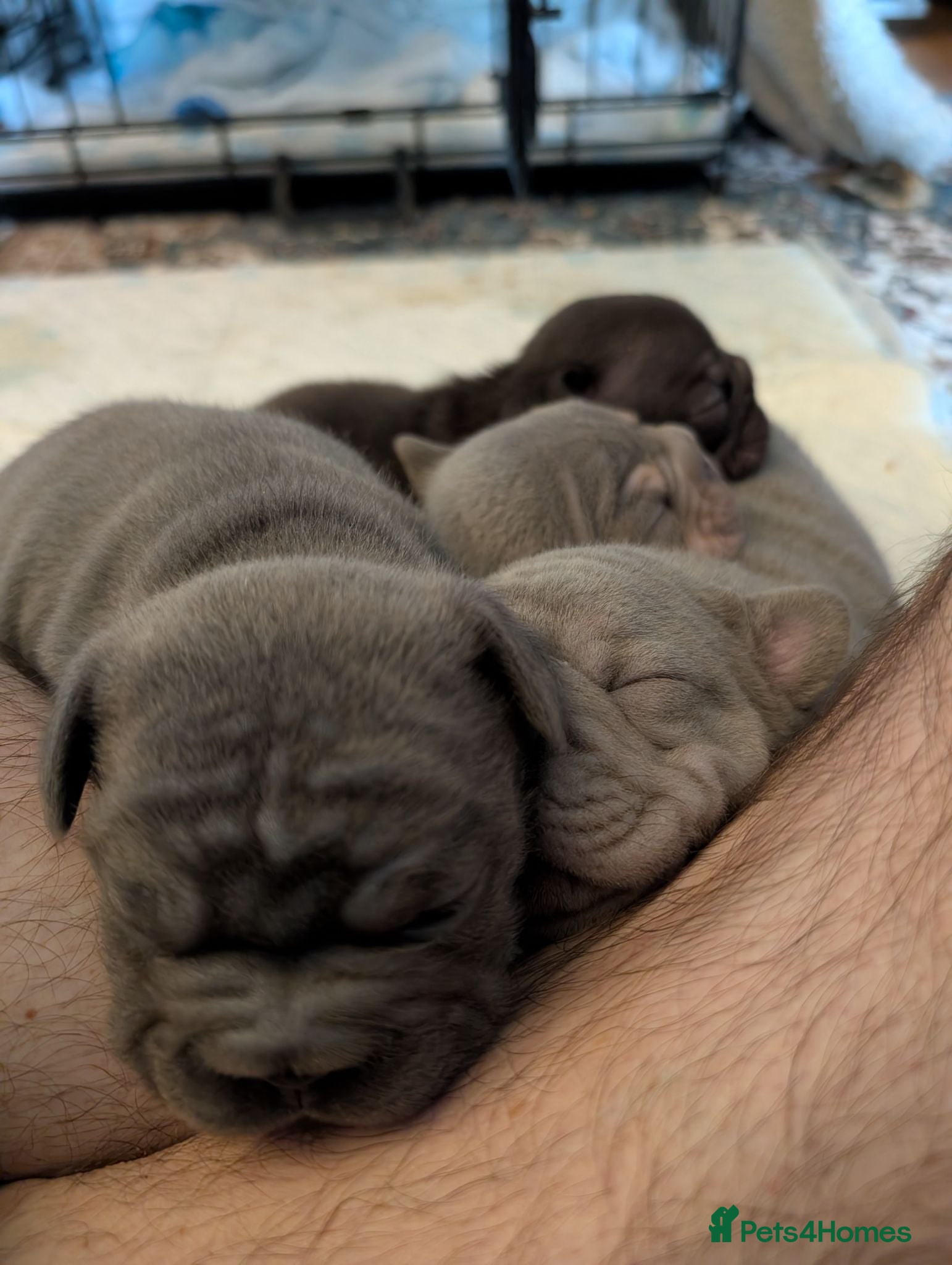 French Bulldog dogs French Bulldog  - Advert 10