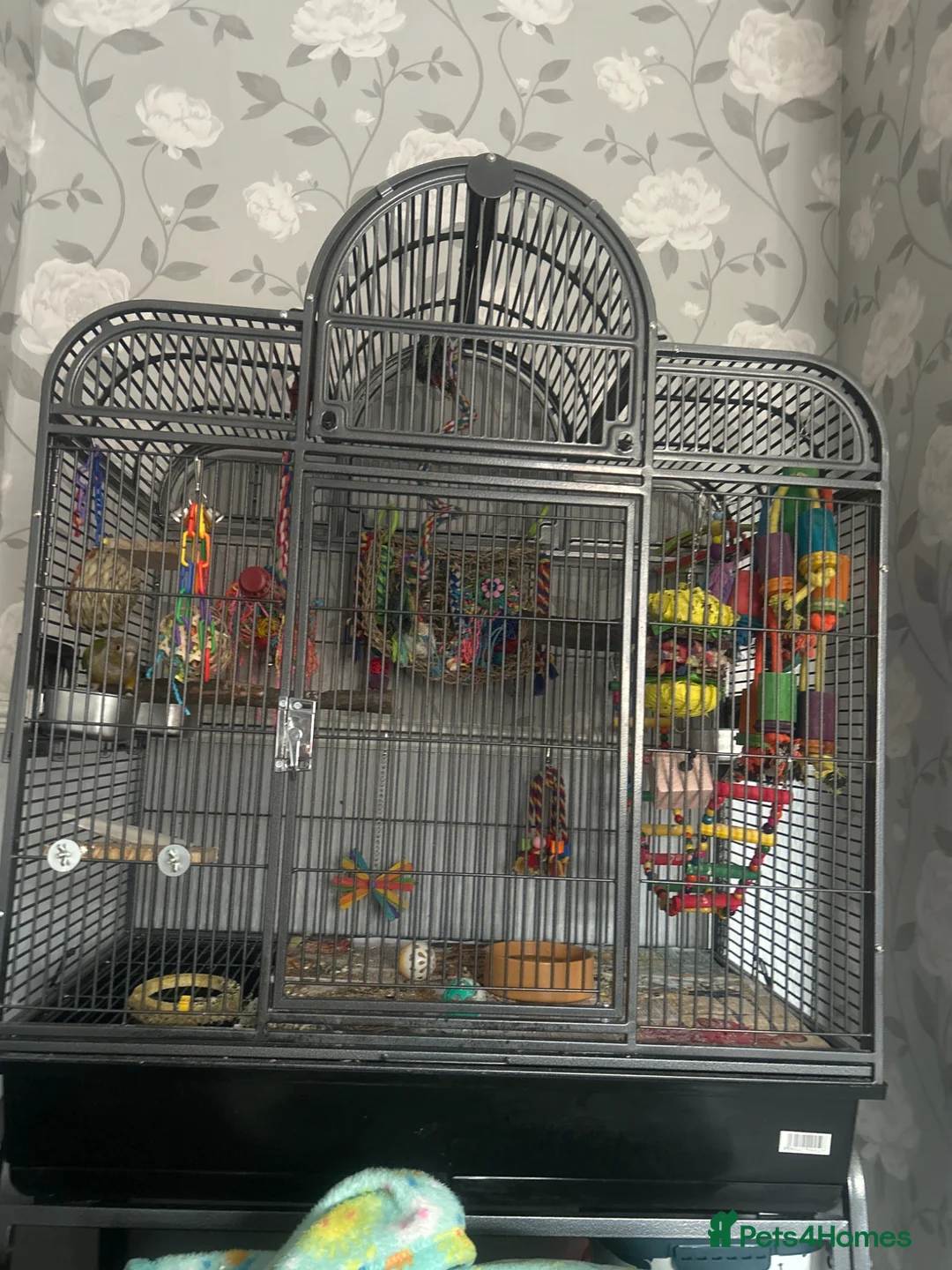 Conures birds for sale: Beautiful Pineapple Conure – Hand Tame  - Advert 2