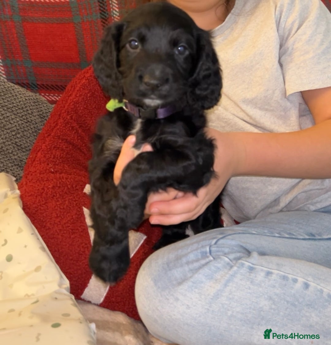 Cocker Spaniel dogs for sale: Cocker Spaniel Puppies🐕🐕 READY 30TH NOVEMBER 💙 - Advert 34