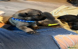 German Shepherd dogs for sale: 4 beautiful German shepherd fur babies  - Image 8