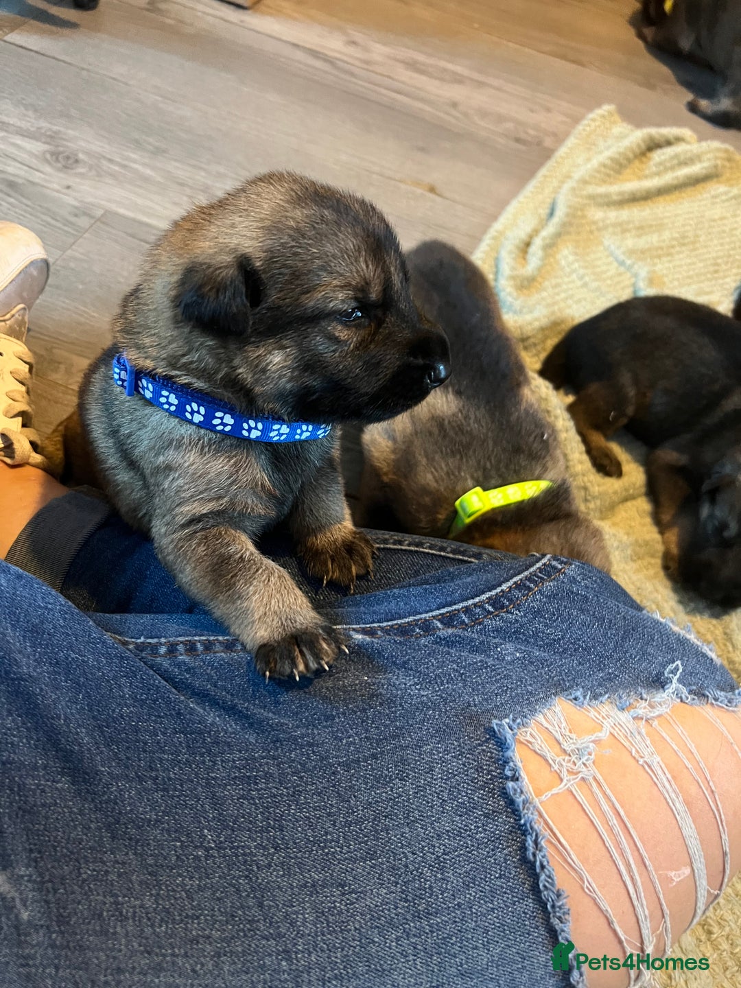 German Shepherd dogs for sale: 4 beautiful German shepherd fur babies  - Image 8