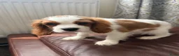 Cavalier King Charles Spaniel dogs for sale: Very active and super sweet boy is ready to go - Advert 4