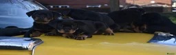 Rottweiler dogs for sale: Champion-Bred Rottweiler Puppies for Loving Homes - Advert 18