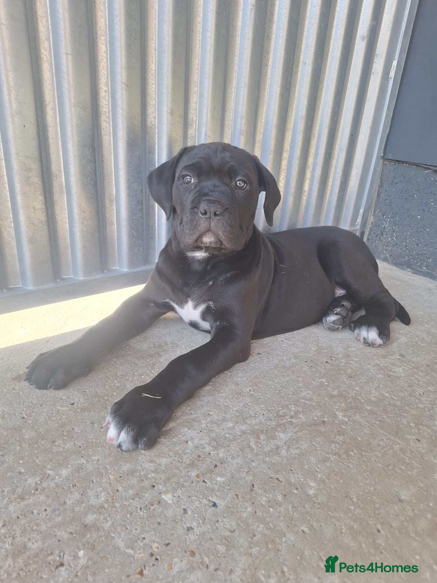 Cane Corso dogs CANE CORSO PUPPIES - Advert 8