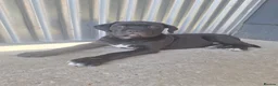 Cane Corso dogs for sale: CANE CORSO PUPPIES - Advert 3