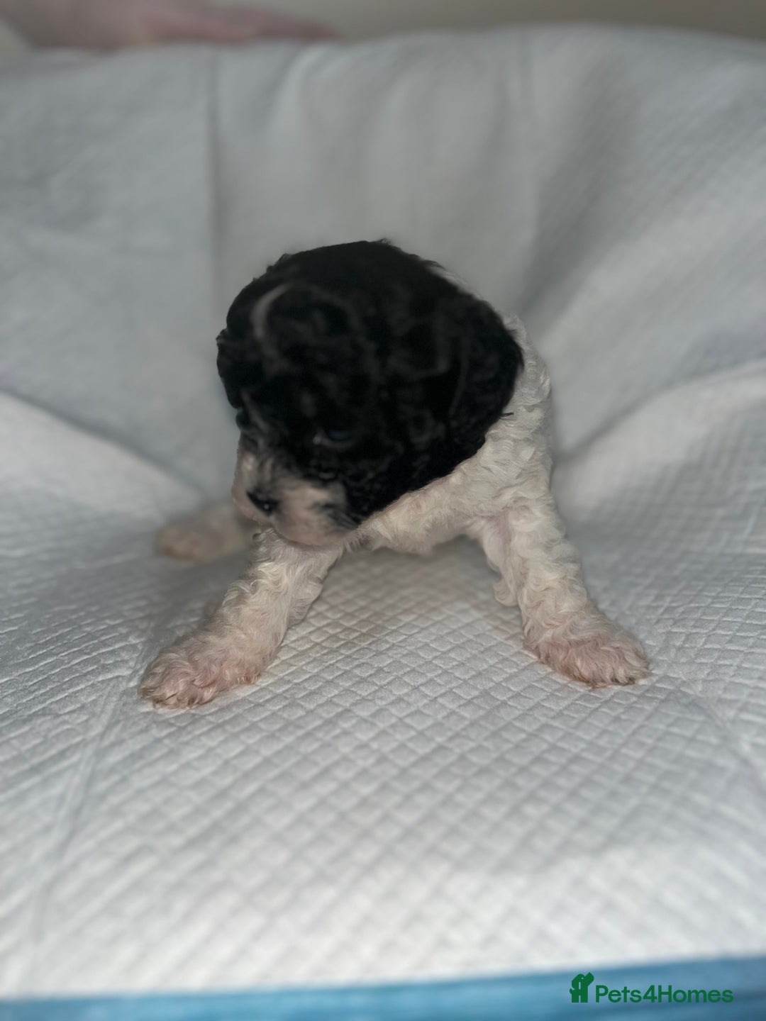 Shihpoo dogs for sale: Shihpoos  - Image 13