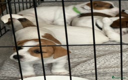 Jack Russell dogs for sale: Jack Russell Pups - Image 6