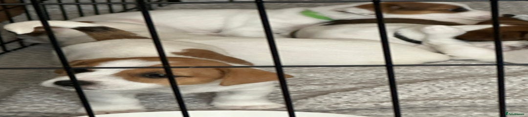Jack Russell Puppy 1