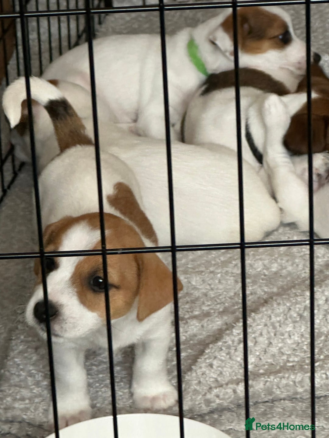 Jack Russell dogs for sale: Jack Russell Pups - Image 6
