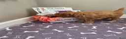 Cockapoo dogs for sale: 1 ADORABLE male Cockapoo puppy available!  - Advert 12