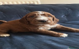 Irish Doodle dogs for sale: Gorgeous Miniature F1 Irish Doodles - Image 32