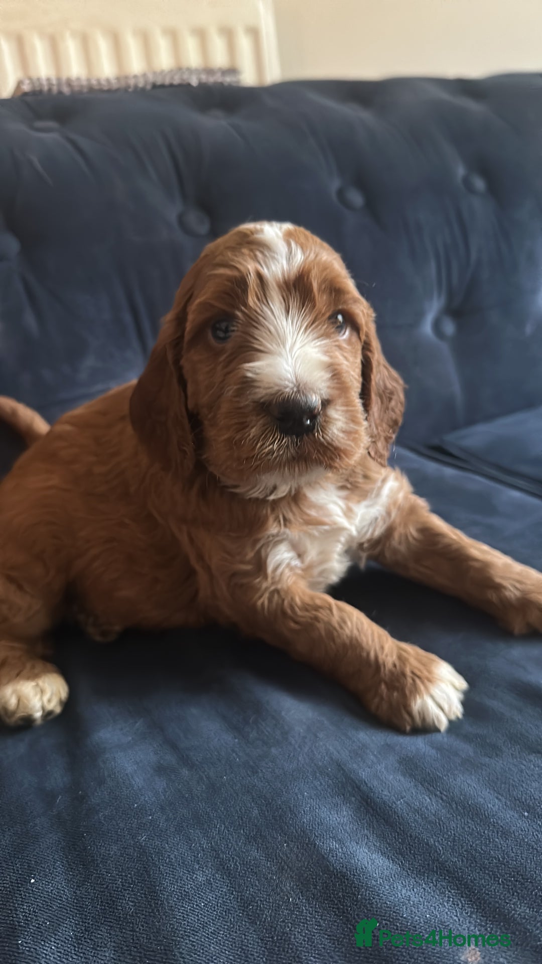 Irish Doodle dogs for sale: Gorgeous Miniature F1 Irish Doodles - Image 32