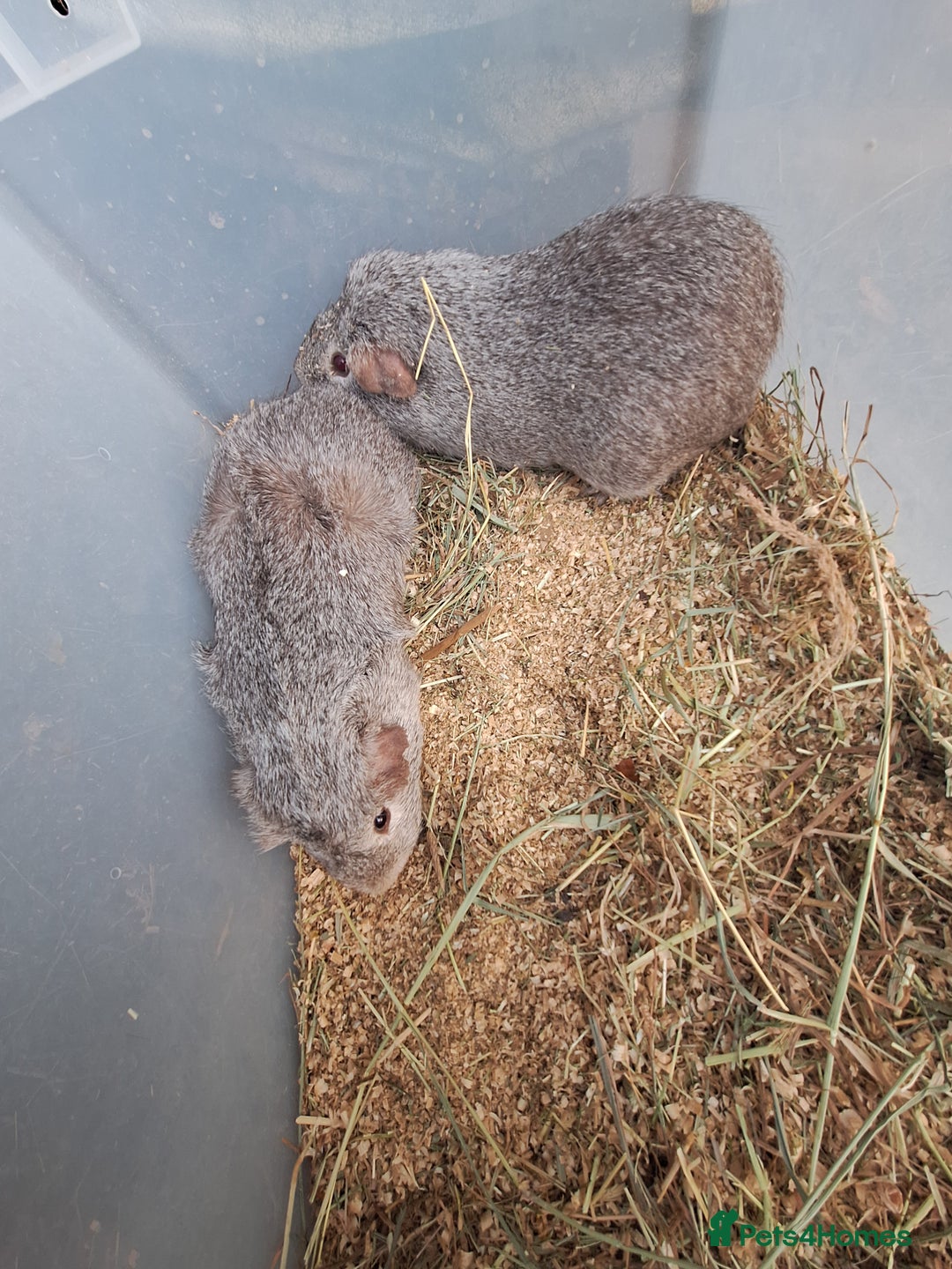 Guinea Pig rodents for sale: 2  adult male guinea pigs for sale £40 pair - Advert 6