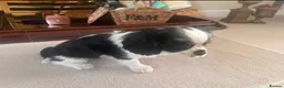 Cavalier King Charles Spaniel dogs for sale: KC REG HEREDITARY CLEAR LAST BOY 🐕🐶!!! - Advert 3