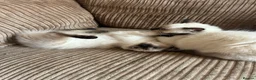Ragdoll cats for sale: 😸🐾Pure Ragdoll kitties😸🐾 2 male & 1 female🐾😸 - Advert 24