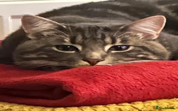 Domestic Shorthair cats for sale: 2 Beautiful Males (selling due2my partners illness - Image 10