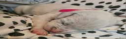 Dalmatian dogs for sale: beautiful dalmatian puppies - Advert 11