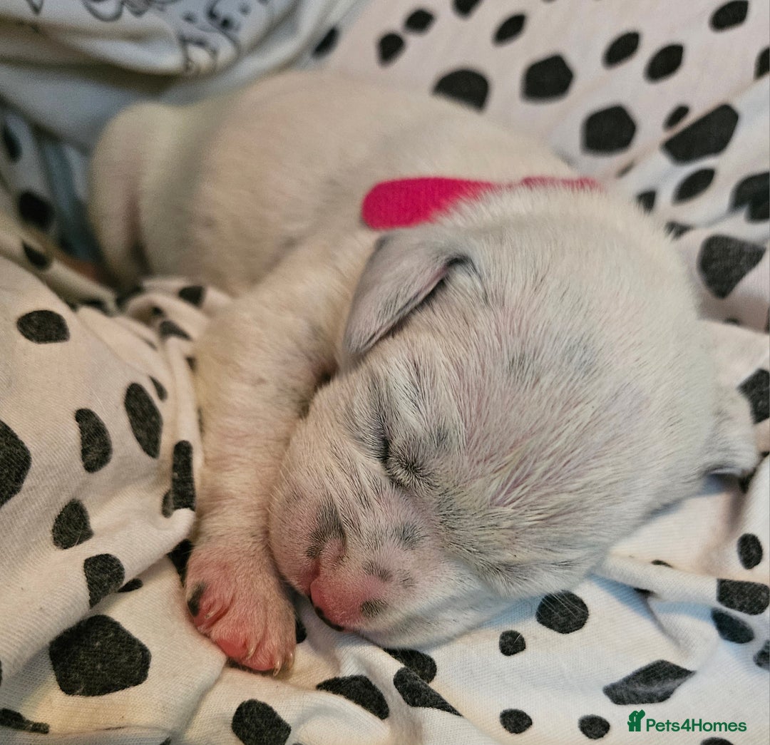 Dalmatian dogs for sale: beautiful dalmatian puppies - Advert 11