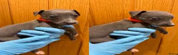 Whippet dogs for sale: STUNNING BLUE KC WHIPPETS in Houghton le Spring - Advert 7