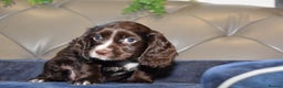 Cocker Spaniel dogs for sale: Kc Reg Health Tested Cocker Spaniel Puppies - Advert 10