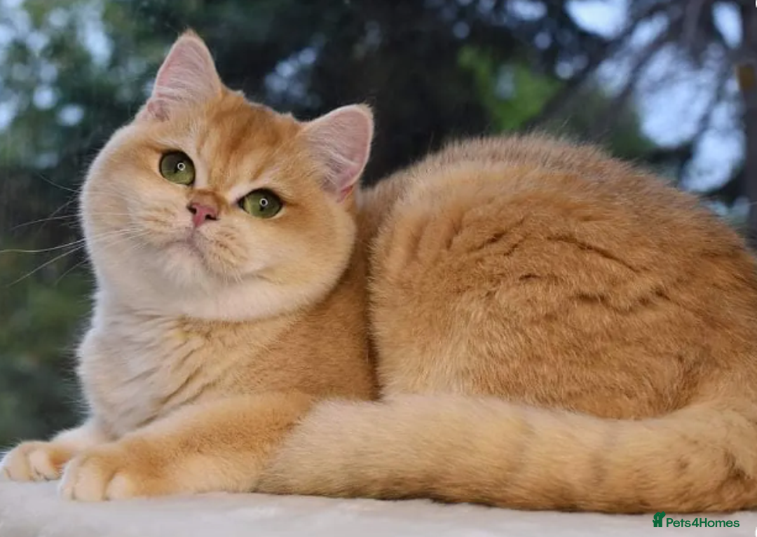 British Shorthair cats for sale: Vlastar Lux Quatty - BSH Black Golden Chinchilla - Advert 5