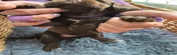 Cocker Spaniel dogs for sale: Beautiful Cocker spaniels pups  - Advert 7