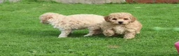 Poochon dogs for sale: Beautiful Poochon puppies for sale  - Advert 9