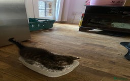 Mixed Breed cats for sale: Playful male kitten(grey/black) - Image 6