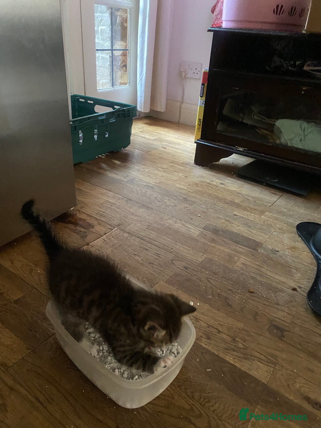 Mixed Breed cats for sale: Playful male kitten(grey/black) - Image 6