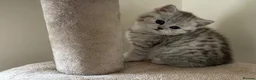 British Shorthair cats for sale: Adorable pedigree  Bsh babies - Advert 10